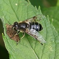 Glänzende Keilfleckschwebfliege (Eristalis rupium) 