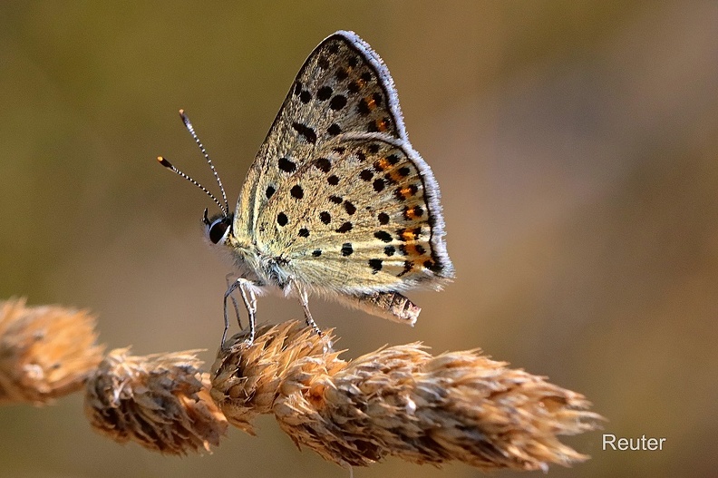 Brauner Feuerfalter (Lycaena tityrus)