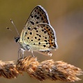 Brauner Feuerfalter (Lycaena tityrus)