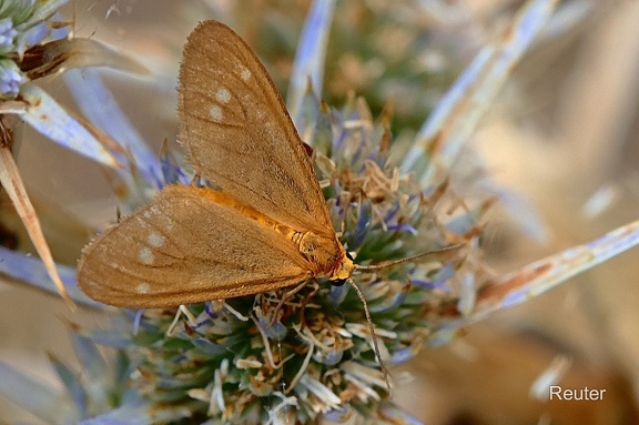 Braunfleck-Widderchen (Dysauxes ancilla)