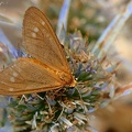 Braunfleck-Widderchen (Dysauxes ancilla)