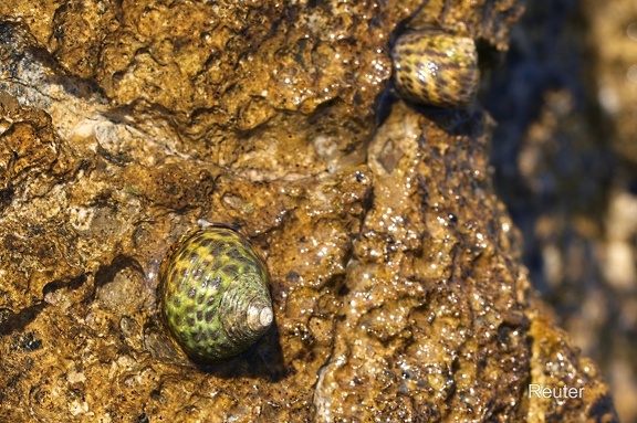 Würfelturbanschnecke (Phorcus turbinatus)