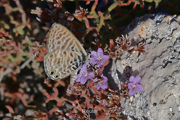 Kleiner Wanderbläuling (Leptotes pirithous) 