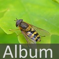 Album Schwebfliegen <!--hidden-->