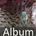 Album Bohrfliegen <!--hidden-->