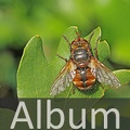 Album Raupenfliegen <!--hidden-->