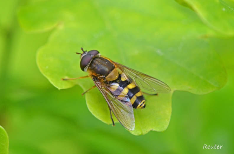 Gemeine Garten-Schwebfliege - Common Banded Hoverfly (Syrphus ribesii)
Foto: Karl Reuter
Ort: Reutlingen-Betzingen
Kamera: Nikon D7000, Nikkor 105VR 1:2,8
Gemeine Garten-Schwebfliege (Syrphus ribesii).jpg