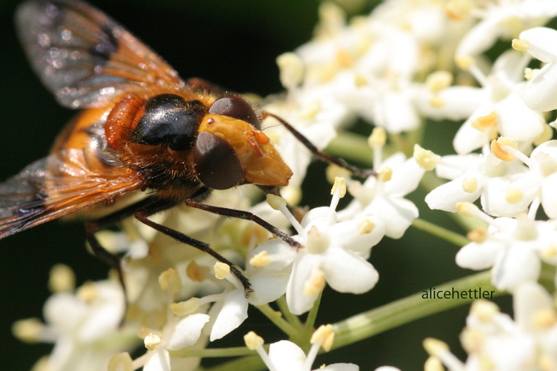 Gelbfleck-Waldschwebfliege (Volucella inflata) 