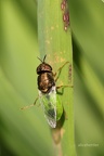 Waffenfliege (Odontomyia viridula)
