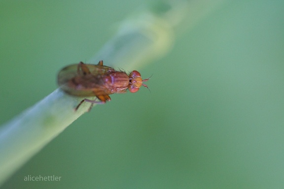 Scheufliege (Suillia variegata)