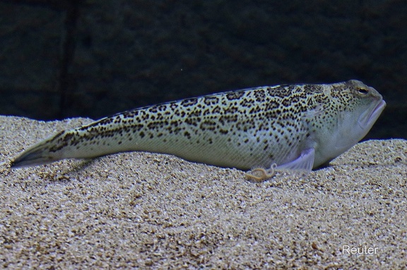 Strahlen-Petermännchen (Trachinus radiatus)