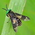 Goldaugenbremse (Chrysops relictus)