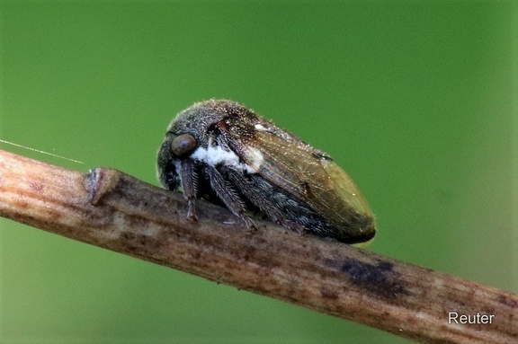 Ginsterzikade (Gargara genistae)