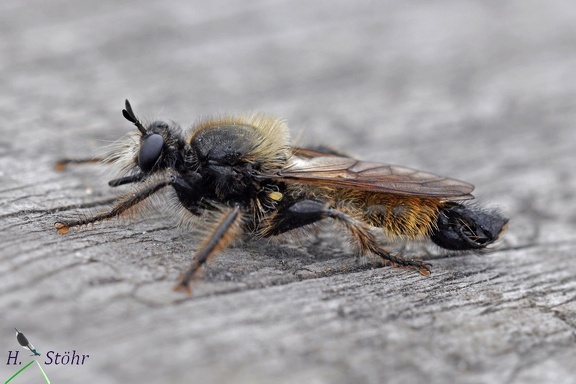 Gelbe Raubfliege (Laphria flava)