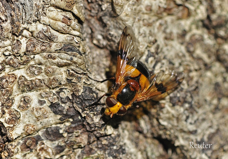 Gelbfleck-Waldschwebfliege (Volucella inflata).jpg