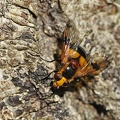 Gelbfleck-Waldschwebfliege (Volucella inflata)