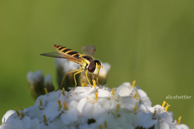 Gemeine Stiftschwebfliege (Sphaerophoria scripta)