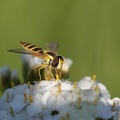 Gemeine Stiftschwebfliege (Sphaerophoria scripta)