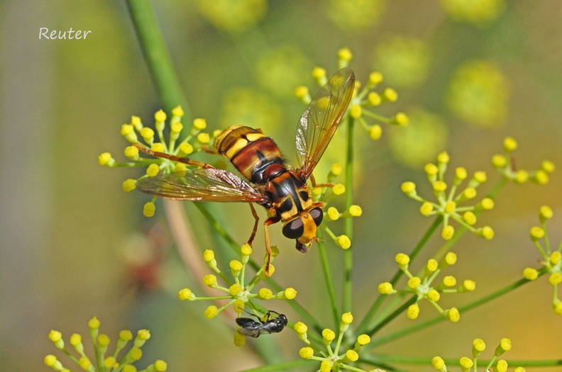 Hornissen-Schwebfliege (Milesia crabroniformis)