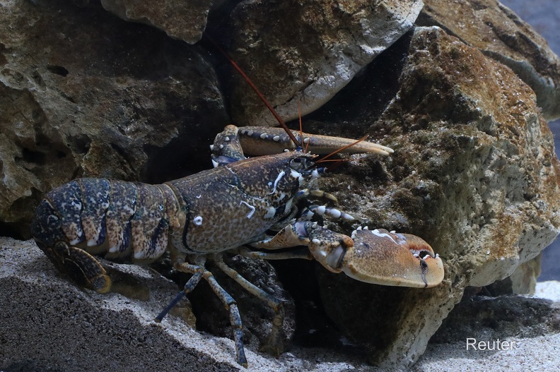 Europäischer Hummer - European Lobster (Homarus gammarus)
Foto: Karl Reuter
Ort: Aquarium Pula, Kroatien
Kamera: Canon EOS 80 D, EF 100 mm 1:2,8 L IS USM (Canon) Europäischer Hummer (Homarus gammarus).jpg