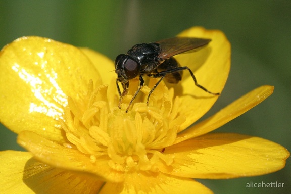 Kopffliege (Hydrotaea irritans)