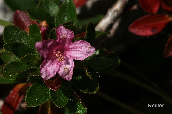 Bewimperte Alpenrose (Rhododendron hirsutum)