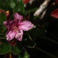 Bewimperte Alpenrose (Rhododendron hirsutum)