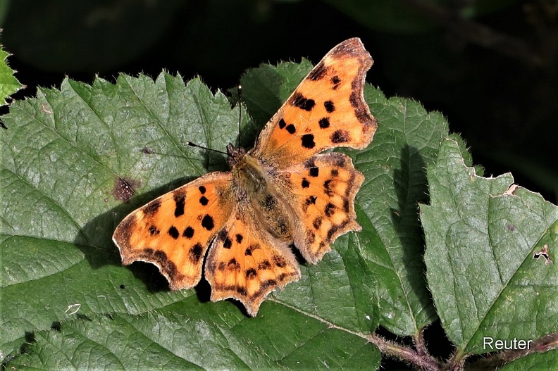 C-Falter (Polygonia c-album)