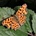 C-Falter (Polygonia c-album)