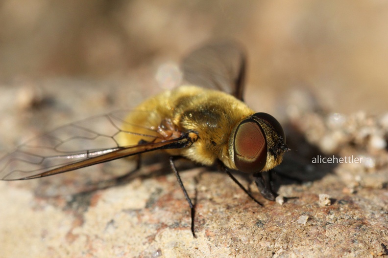 Schwebfliege (Merodon sp.)