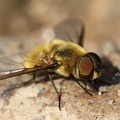 Schwebfliege (Merodon sp.)