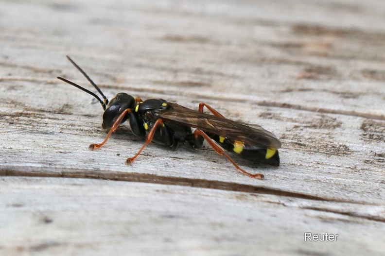 Echte Grabwespe (Mellinus crabroneus)