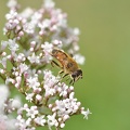 Mistbiene (Eristalis tenax)