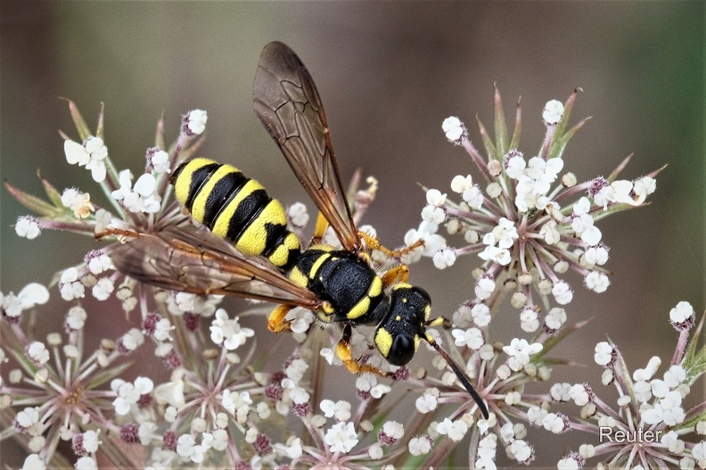 Knotenwespe (Cerceris quinquefasciata).jpg