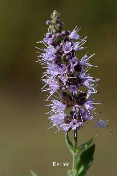 Ähren-Minze (Mentha spicata).jpg