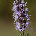 Ährige Minze (Mentha spicata)