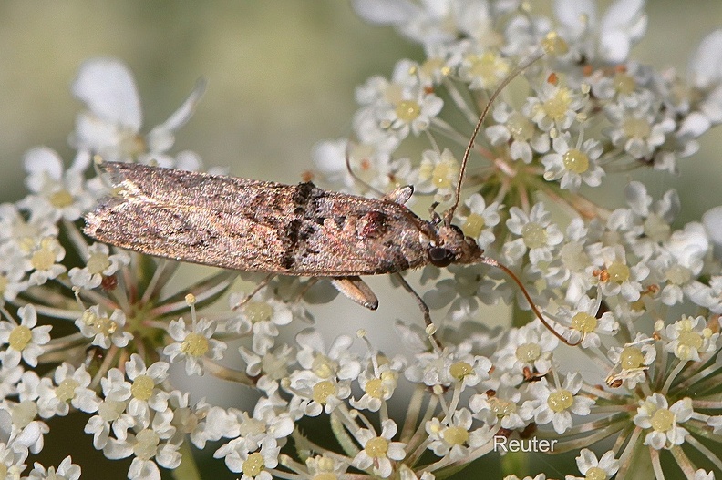 Pfaffenhütchen-Schmalzünsler - Spindle Knot-Horn (Nephopterix angustella)
Foto: Karl Reuter
Ort: Loborika, Kroatien
Kamera: Canon EOS 80 D, EF 100 mm 1:2,8 L IS USM (Canon) Pfaffenhütchen-Schmalzünsler (Nephopterix angustella).jpg