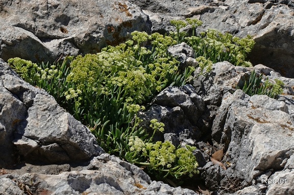 Meerfenchel (Crithmum maritimum)