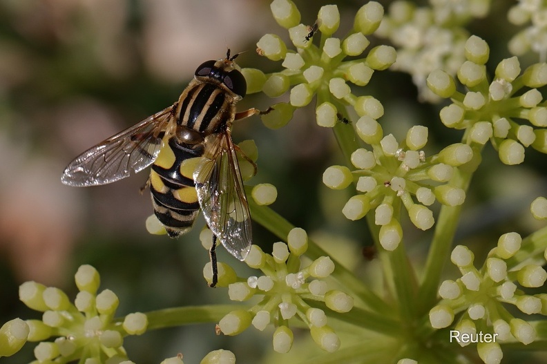 Gemeine Sumpfschwebfliege (Helophilus pendulus)