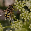 Gemeine Sumpfschwebfliege (Helophilus pendulus)