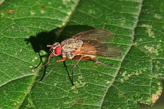 Echte Fliege (Helina impuncta)