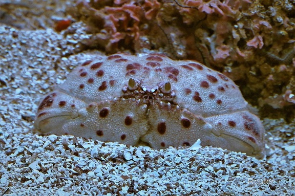 Rotflecken Schamkrabbe (Calappa granulata)