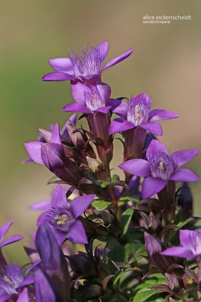 Deutscher Fransenenzian (Gentianella germanica)