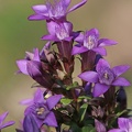 Deutscher Fransenenzian (Gentianella germanica)