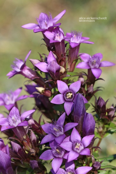 Deutscher Fransenenzian (Gentianella germanica) 3k.jpg