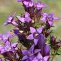 Deutscher Fransenenzian (Gentianella germanica) 