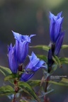 Schwalbenwurz-Enzian (Gentiana asclepiadea)