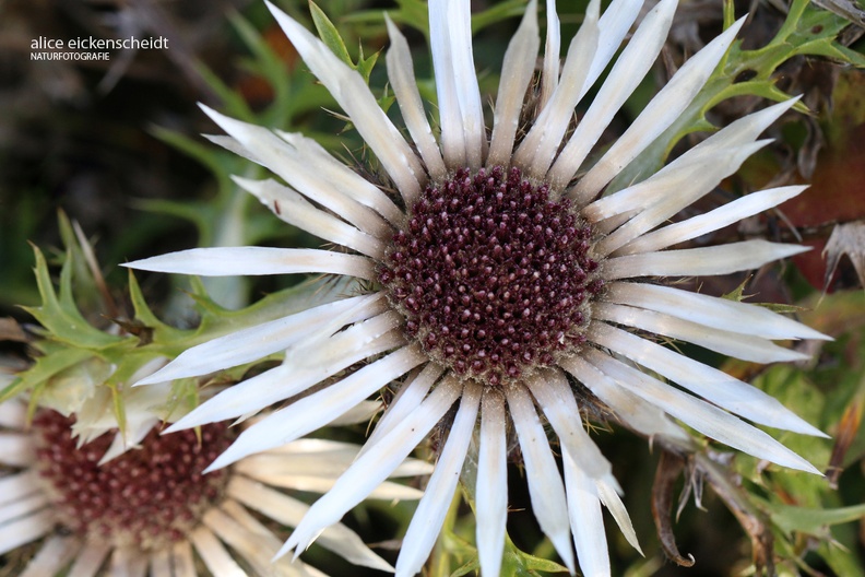 Gewöhnliche Silberdistel (Carlina acaulis)