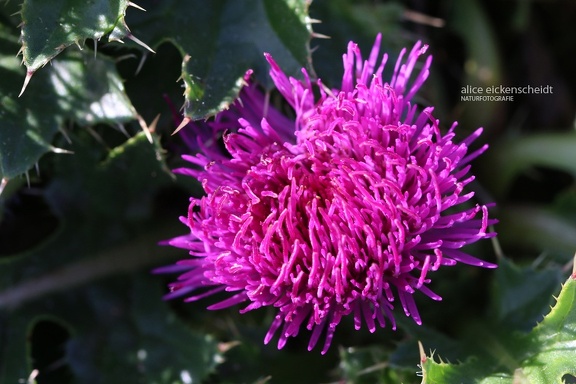 Stängellose Kratzdistel (Cirsium acaule)