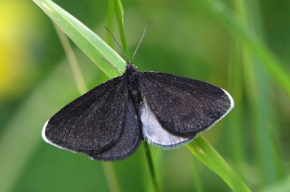 Schwarzspanner (Odezia atrata) 